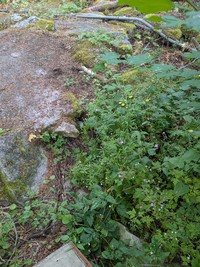 geocache ZIP accross the river GC129G0 inp