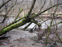 geocache buya stream inp