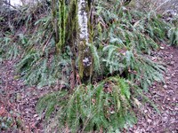 geocache one degree of separation tree farm n20 loc