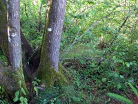 geocache play ball inp