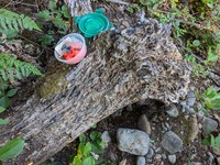 geocache treasure in the log ii GC6KTFT con