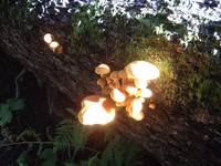 gold creek mushroom