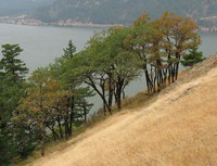 gorge trees on hillside