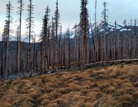 grass trees Mt Adams
