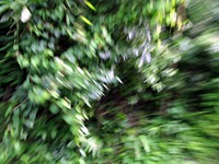 greens from bus moving to yaviza