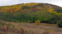 horses in the fall near Kolob Reservoir