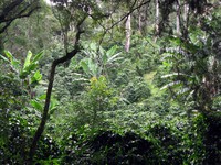 in a glade near Boquete