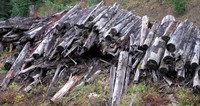logged log stack