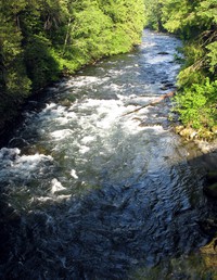 looking east at river from Snoqualmie River Trail