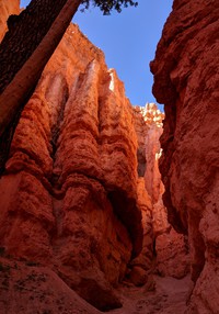 looking up Navaho Loop Trail Bryce Canyon