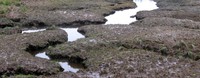 low tide