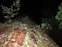 marymore doug fir flash