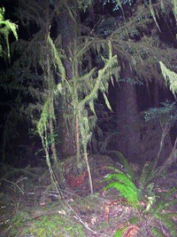 marymore doug moss flash