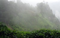 misty hill from Little Adams Peak trail