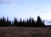 moon over Palisades trees