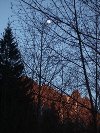 moon thru trees middle fork of snoqualmie