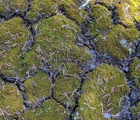mossy pattern