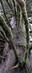 mossy tree