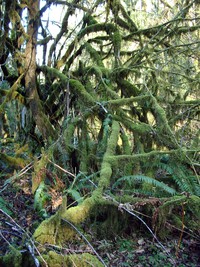 mossy trees