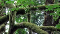 mossy trees