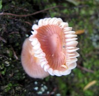 mountain sea anemone