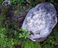 mowich lake trail stump