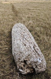 must must return to sea