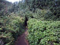 my favorite Oregon coast trail