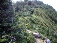 my favorite Oregon coast trail