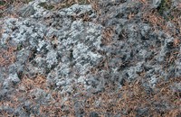 needle on stone pattern