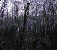night falling on white trees