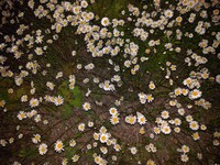 night time daisies