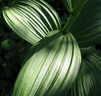 on the last steps of the elusive Topcon