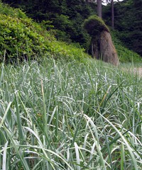 on the way to Shi Shi Beach