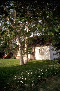 Muriel house with freeway daisies in early 80s