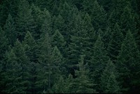 Olympic peninsula trees