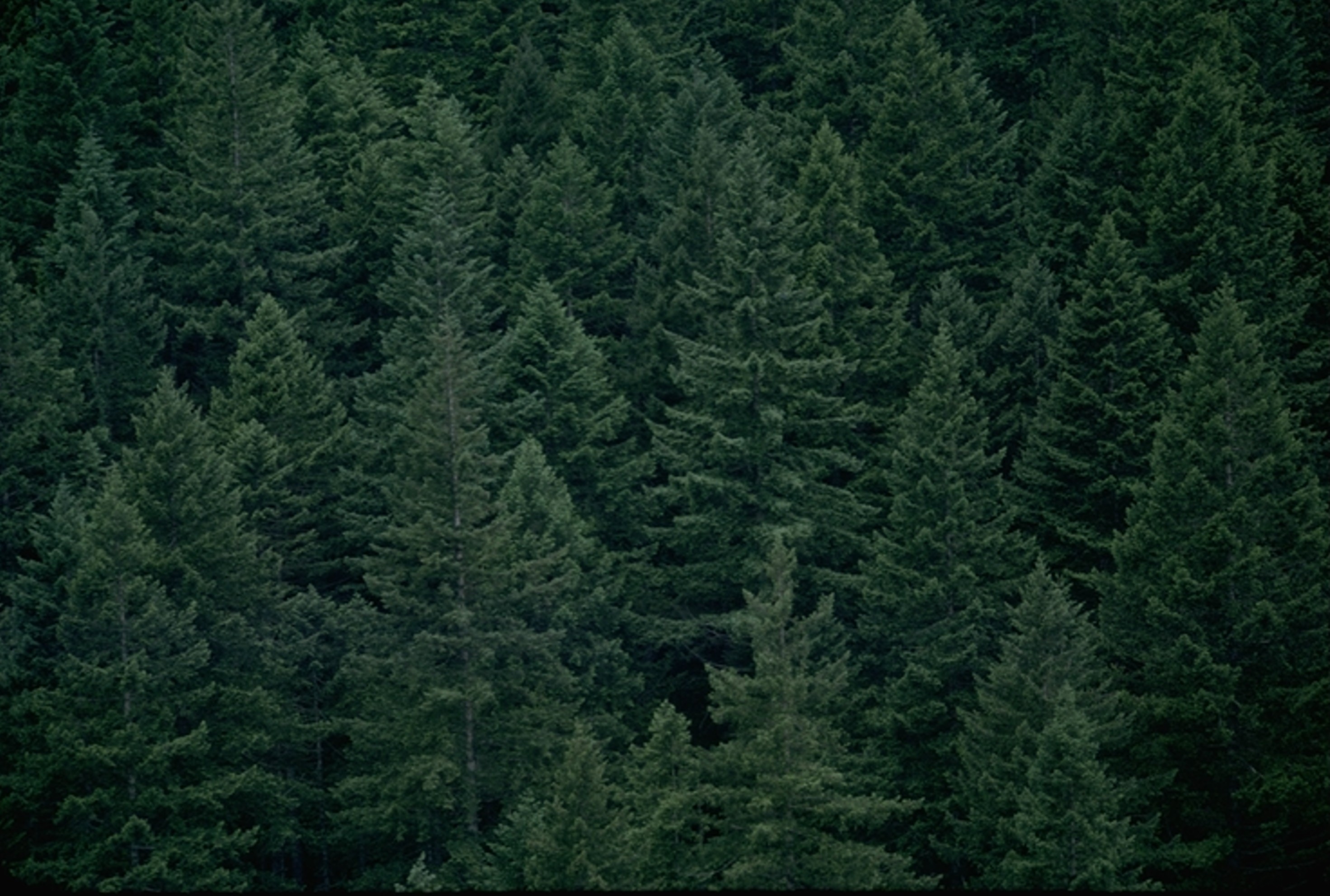Olympic peninsula trees