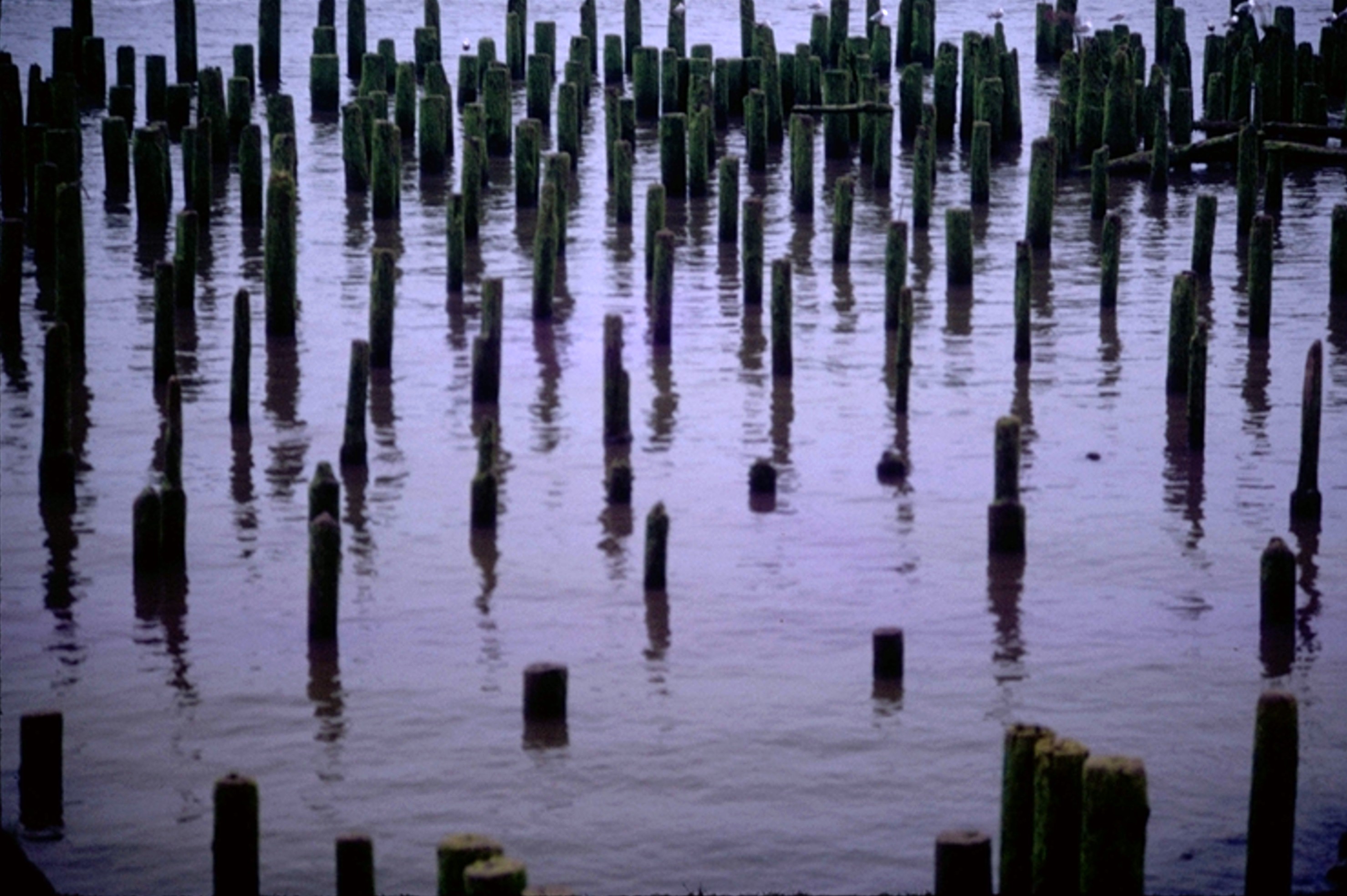 old pilings on Washington side of Columbia River near mouth 1971