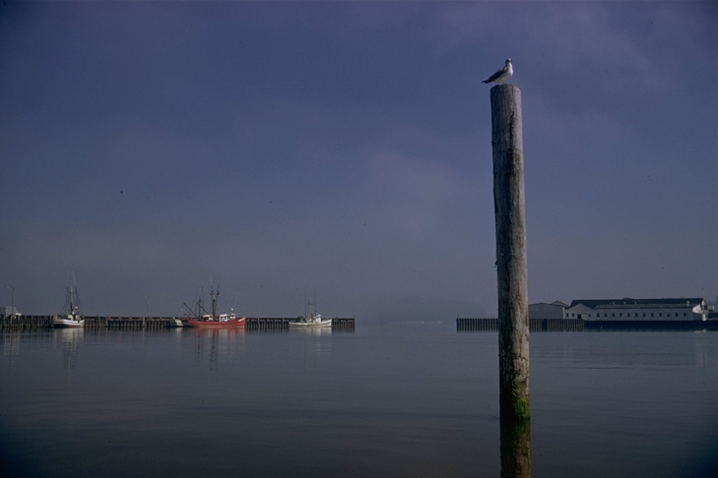 seagull on Astoria piling 1974