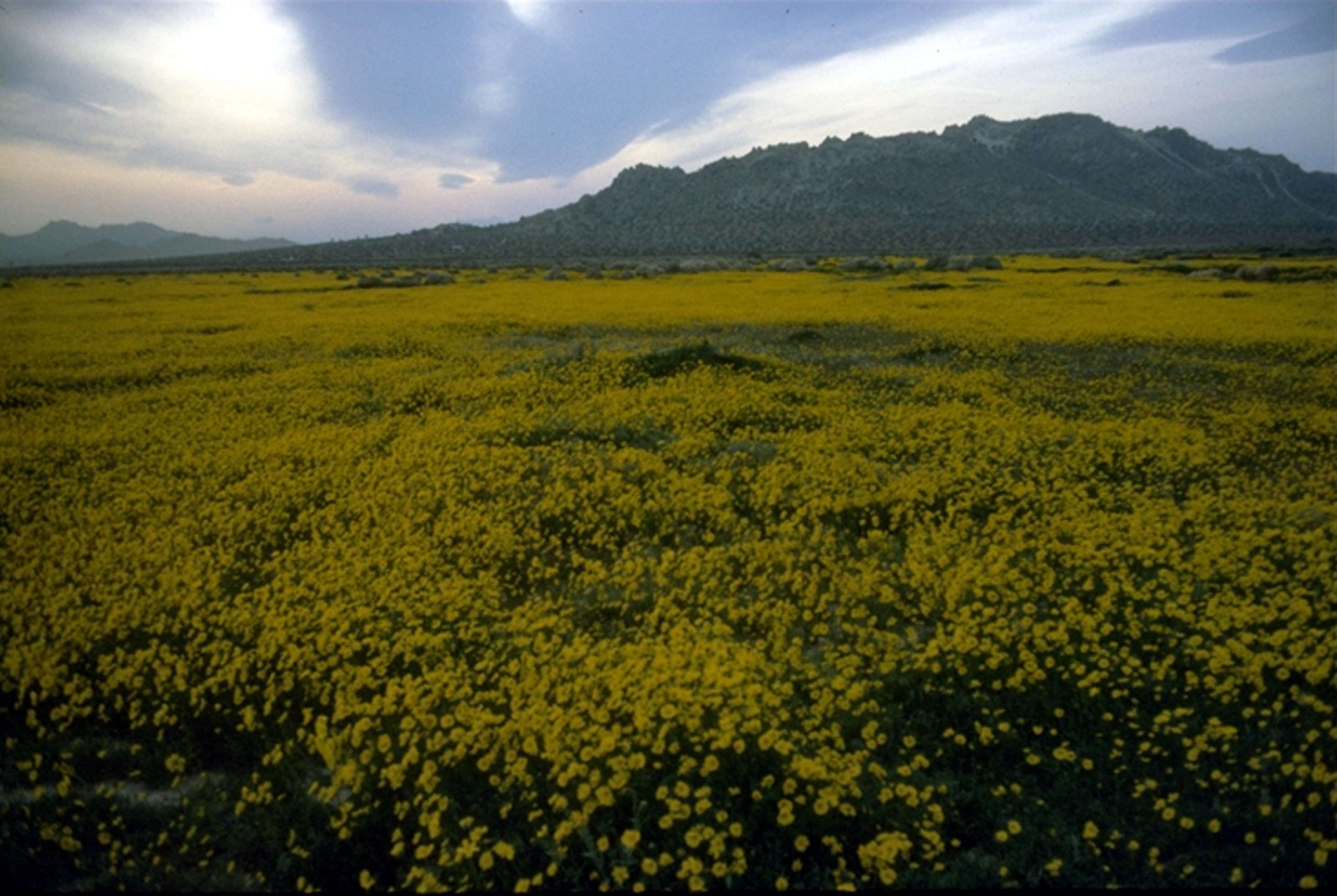 wildflowers east of Palmdale 1983