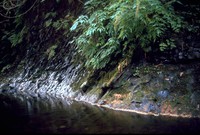 creek at Short Sands 1971
