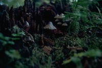 mushrooms on stump