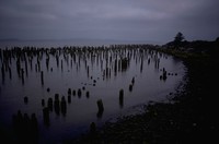 old pilings on Washington side of Columbia River near mouth 1971