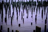 old pilings on Washington side of Columbia River near mouth 1971