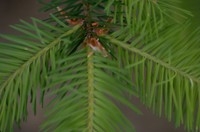 pine needles