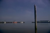 seagull on Astoria piling 1974