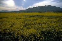 wildflowers east of Palmdale 1983