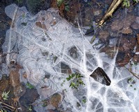 pond ice pattern