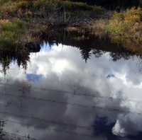 pond reflection