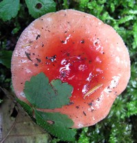 red mushroom